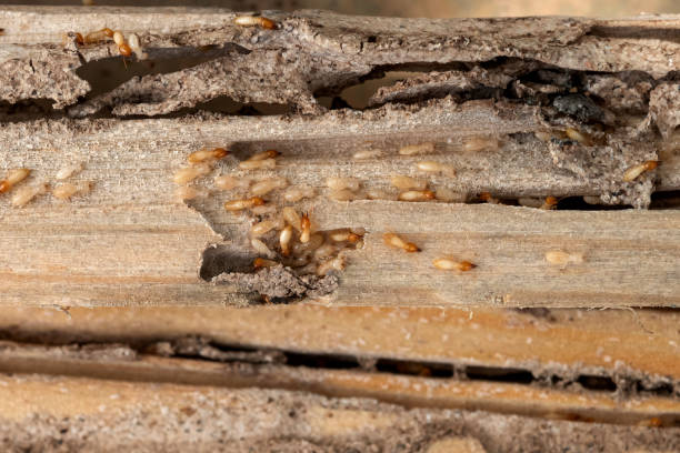 Best Commercial Pest Control Services  in Farmersville, OH
